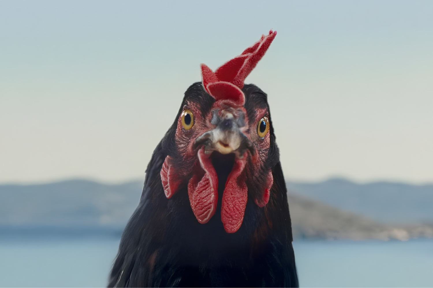 un primo piano della gallina protagonista
