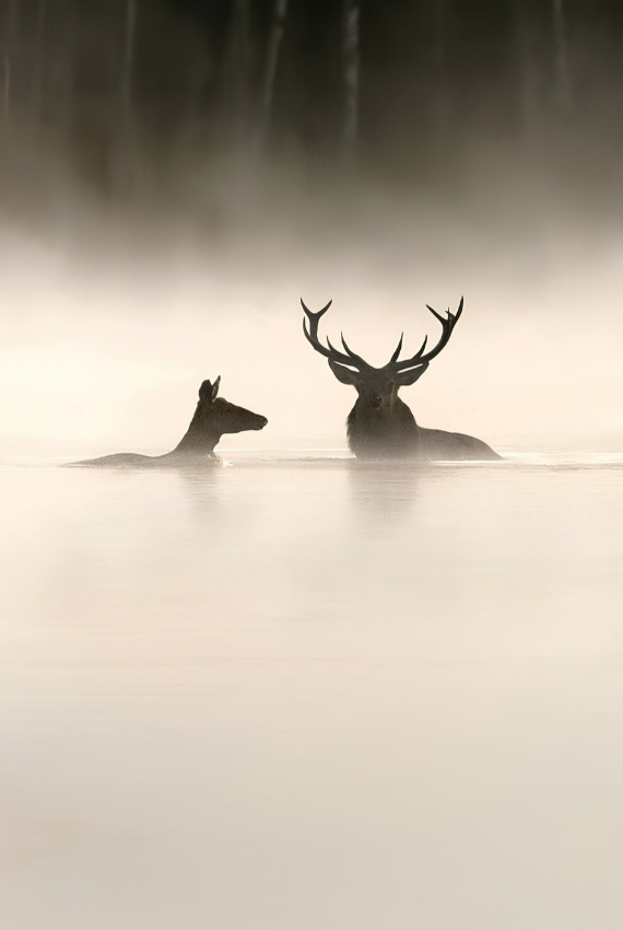 due cervi nella nebbia del mattino immersi nell'acqua di un lago