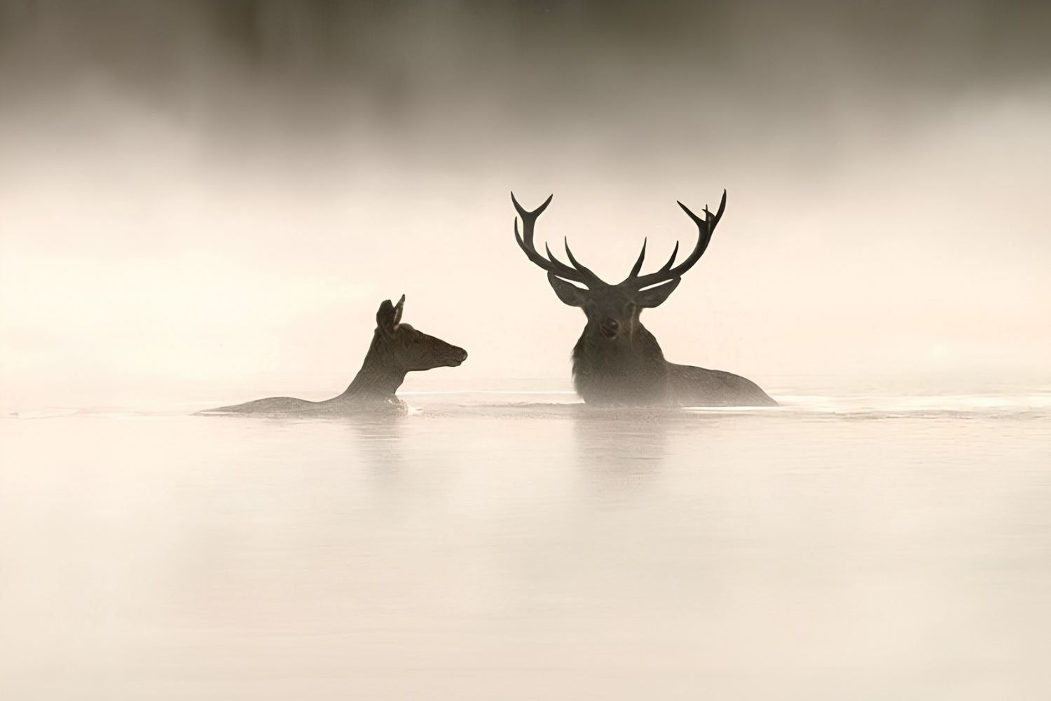 due cervi nella nebbia del mattino immersi nell'acqua di un lago